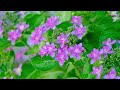 春日部 一ノ割 【紫陽花 アジサイ 満開です】春日部の風景と自然 4k映像 fujifilm x s10 vlog 2023.5.28 = hydrangea is in full bloom