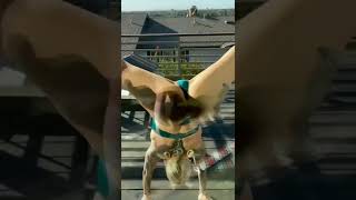 #viral #doggystyle #twerk #twerking #shorts #tiktok #bigbank #biggboss #porn #hot #hotgirl