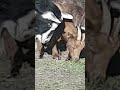 goats on a farm in great britain.