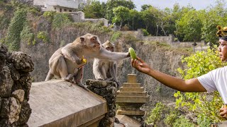 The Bartering Monkeys of Bali | Planet Earth III | BBC Earth