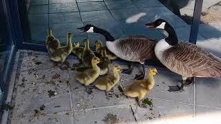 Canadese ganzenfamilie boos op hun spiegelbeeld