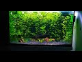 zeytin bitkili hygrophila polysperma lapistes akvaryumu