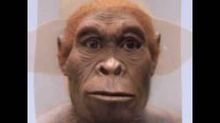 Homo Habilis - The Origin of the Species