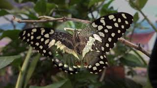 The Swallowtail Butterfly