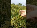 क्या आपने एक ही पेड़ पर इतनी भिंडी देखी है bhindi ki kheti ladyfinger short video