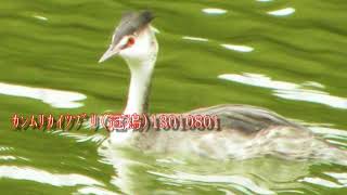 鳥のスライドショー､カイツブリ科冠鳰20170826