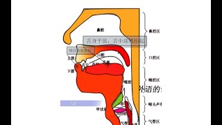 4单元音 英语音标舌位结构图英语音标拼读英语音标怎么读英语入门