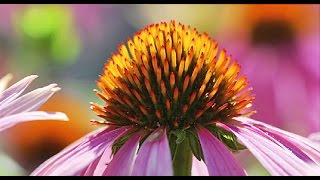 Echinacea for Colds – The Basics