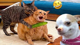 Funniest Cats And Dogs s 😁 - Best Funny Animal s 2024 🥰#7