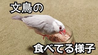 Java sparrow meal