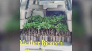 Tissue Culture Teak,Mother Biotech