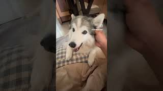 อ้อนให้เกาทุกเช้า #animals #cute #dog #siberianhusky