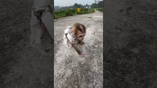 Pily monkeys learn to walk very well