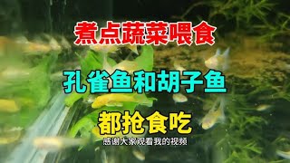 给孔雀鱼和胡子喂菠菜， 千万别煮过头了，我煮了一个月的量