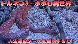 【90F～】トルネコ3　ポポロ異世界　ダース狩るぞ！