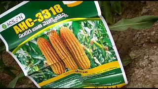 ACSEN HYVEG CORN VARIETY FOR ANDHRA FARMERS AHC3318