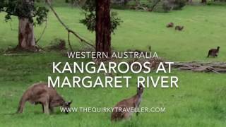 Kangaroos at Margaret River - Western Australia #justanotherdayinWA