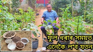 ফুল ধৰাৰ সময়ত এনেকৈ ল'ব যতন | (Must Do This)