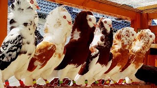 Old dutch Capuchine pigeons ♡, All Colors ♡, Altholländische Kapuziner Tauben ♡, Alle Farben ♡