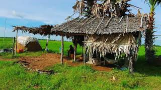 Village View and rice field ទេសភាពស្រុកស្រែក្រោយផ្ទះ