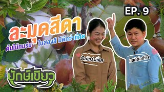 🌳 ยักษ์เขียว ต้นไม้น่าปลูก ep.09: ละมุดสีดา ต้นไม้ทนร่ม ใบสองสี มีดีเพียบ 🍂