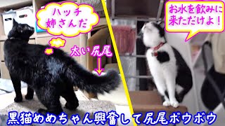 ＜2匹の猫通信＞ハッチとマックの「ほっこりライブ」黒猫めめちゃんハッチが来て興奮！尻尾ボウボウ！ 2019 09 05　- Cat Live Stream in Japan - Cat Life TV