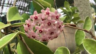 Hoya Camosa Krimson Queen Mặt Hoa Lan Cẩm Cù Biên Trắng .