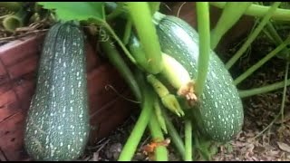 ZUCCHINI ENKAWL DAN TLEM A ZAWNG