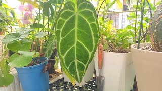 水晶花燭-葉子-17天成長記錄影片 Anthurium Crystallinum 17 Days leaf growth.（Anthurium Crystallinum）