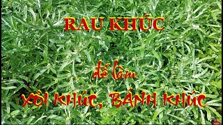 RAU KHÚC ĐỂ LÀM XÔI KHÚC, BÁNH KHÚC