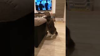 二本足で立つ猫がかわいい...【サイベリアンのラフィ】#Shorts