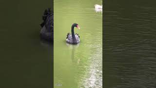 Black Swan ! #nature #wildlife #hambanthota #birdpark #austalia #birds