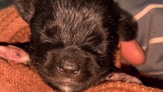 A litter of puppies abandoned in a dry well, crying miserably.