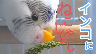 初めての楽しい美味しいねこじゃらし　Budgerigars and wild foxtails