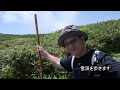 月山巡礼登山（弥陀ヶ原の花と絶景）