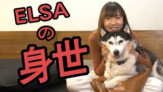 Elsa の領養篇 ｜領養代替購買｜ 雪橇｜哈士奇｜狗｜husky｜huskylife|funnydog|dogslover||ADOPT｜ADOPTDONSHOP｜領養