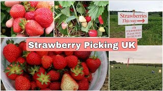 Strawberry Farm Visit in UK | இங்கிலாந்து தோட்டத்தில் ஸ்ட்ராபெரி பறிக்கலாம் | Strawberry Picking UK