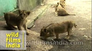 Lioness with cubs at Gir - Gujarat