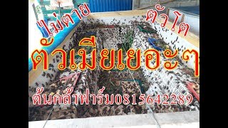 ,สัตว์เศรษฐกิจ เลี้ยงจิ้งหรีดไม่ตาย ตัวเมียเยอะอีกแล้ว cricket farm Insect bug