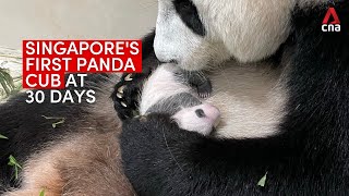 Singapore's first giant panda cub is a boy and you have a chance to name Kai Kai and Jia Jia's baby