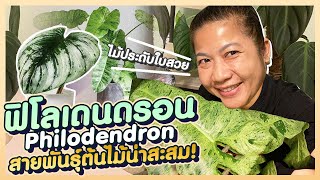 ฟิโลเดนดรอน Philodendron ไม้ประดับใบสวย สายพันธุ์ต้นไม้น่าสะสม!  | SUANSOM EP.61