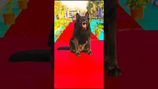 Dog basic obedience training #Dog #doglover #shorts #trending #viral #gsd #ytshorts #youtube