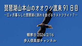 琵琶湖山本山のオオワシ渡来91日目2024年2月16日