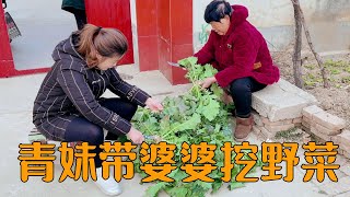 婆婆喜欢吃野菜包子，青妹妹跟婆婆一起去挖野菜，一篮子都装不下，邻居都羡慕了【青妹妹】