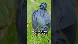 クロサギ 🐦 天才の釣り師！！