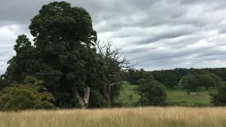 Cholmondeley Castle , Cheshire, UK