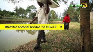 KnowledgeTv by ESRF S01E48 - Jifunze Ufugaji wa Samaki kwenye Mabwawa