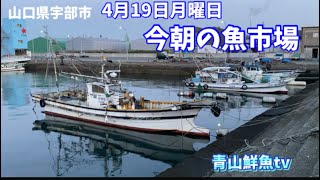 【魚市場】【時化です】【朝セリ】今朝の魚市場4月19日月曜日の水揚げ状況！