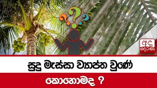 සුදු මැස්සා ව්‍යාප්ත වුණේ කොහොමද ?