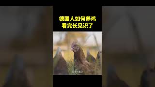 德国人是如何养鸡的？打造“养鸡移动房车”，拉着小鸡到处跑 #涨知识 #科普 #shorts